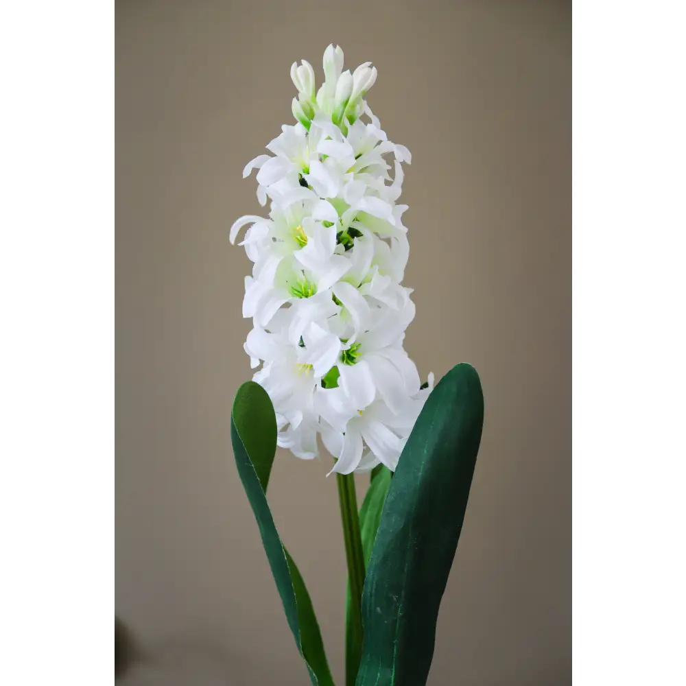 White Hyacinth Stem