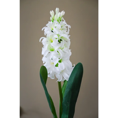 White Hyacinth Stem