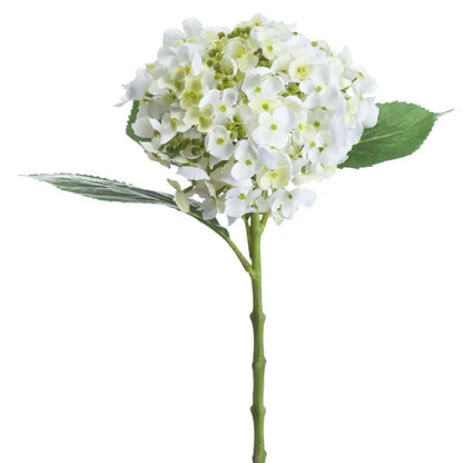 White Lace Cap Hydrangea image 1