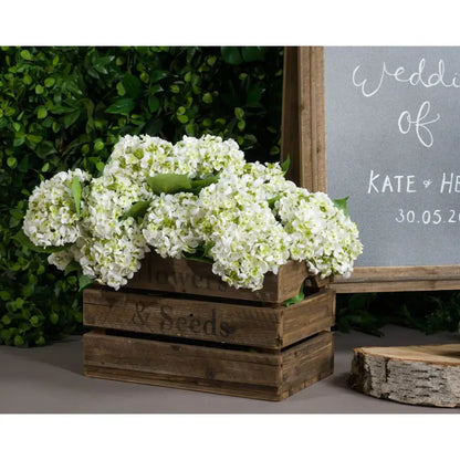 White Lace Cap Hydrangea image 0