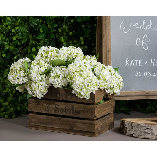 White Lace Cap Hydrangea image 0