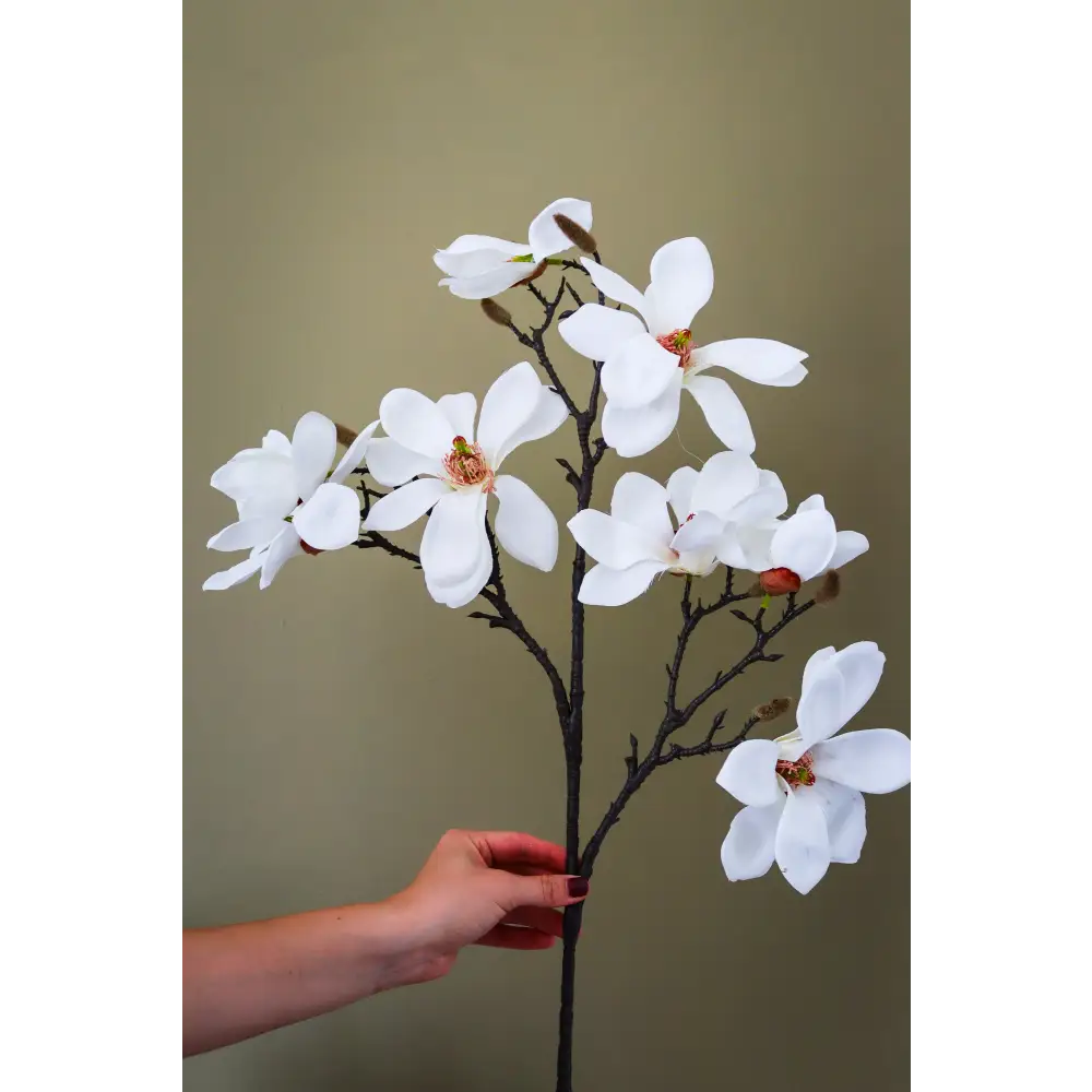 White Magnolia Stem