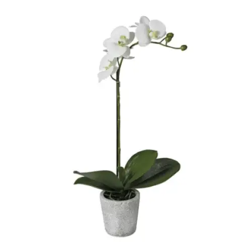 White Orchid Spray image 0