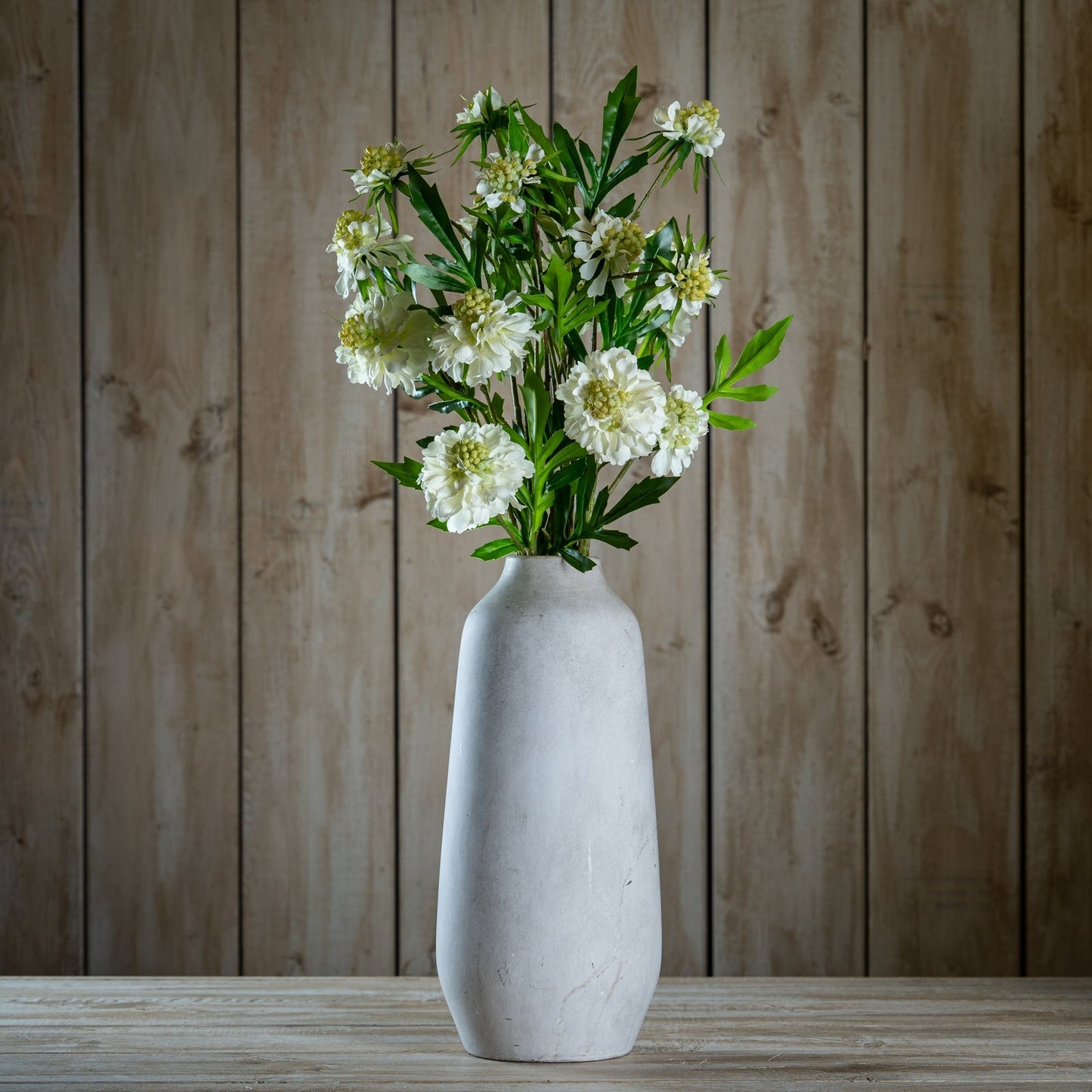 White Scabious Stem