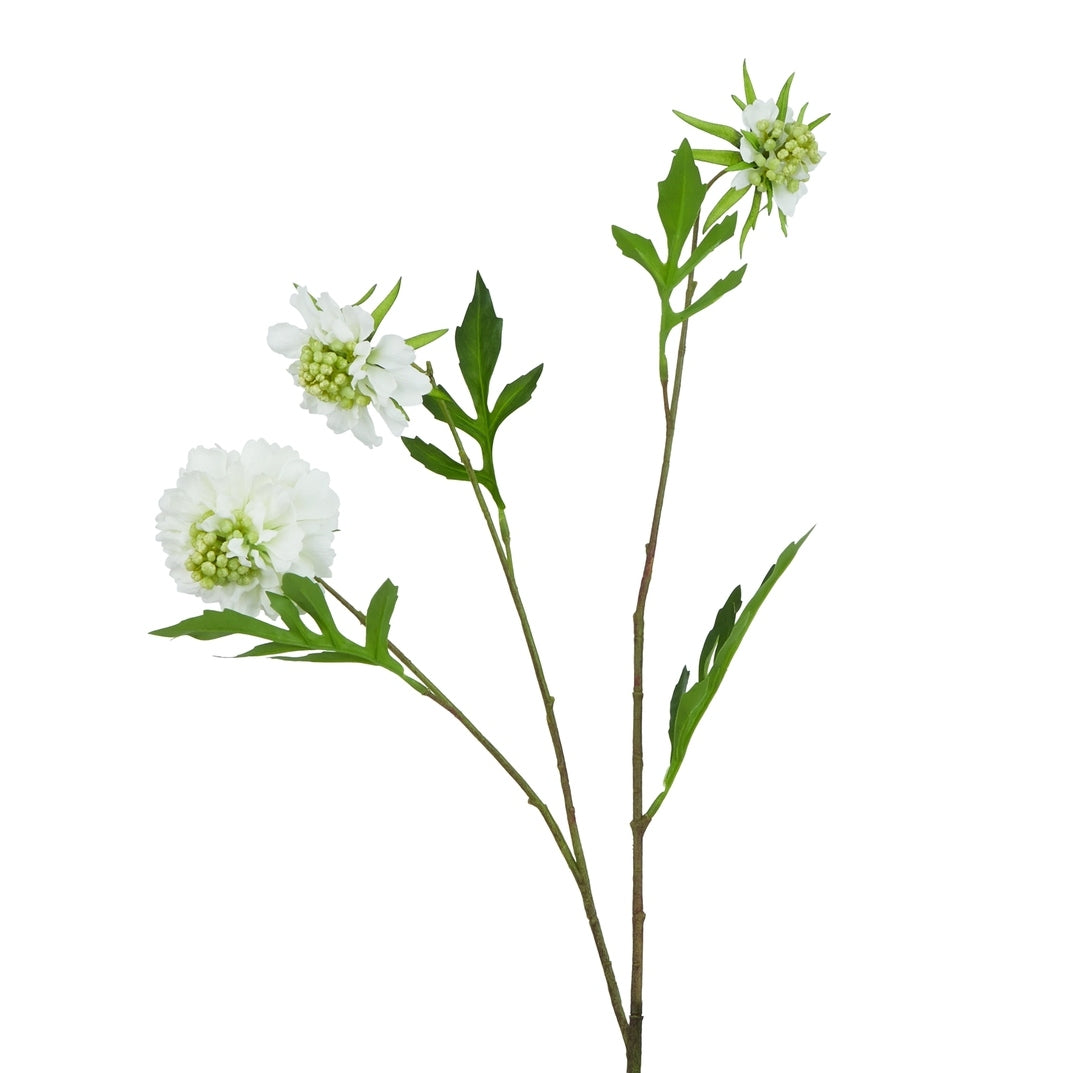 White Scabious Stem