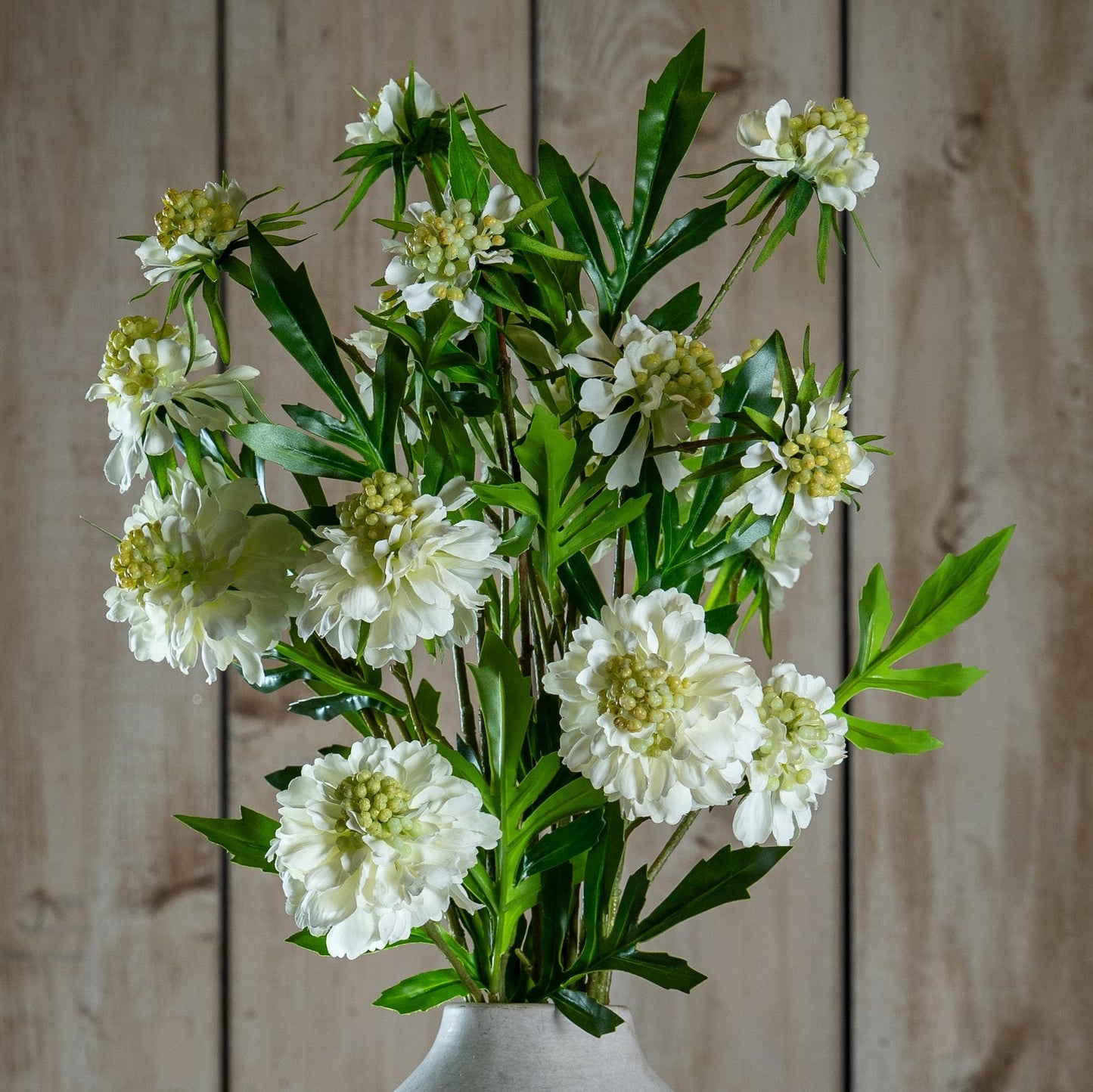 White Scabious Stem