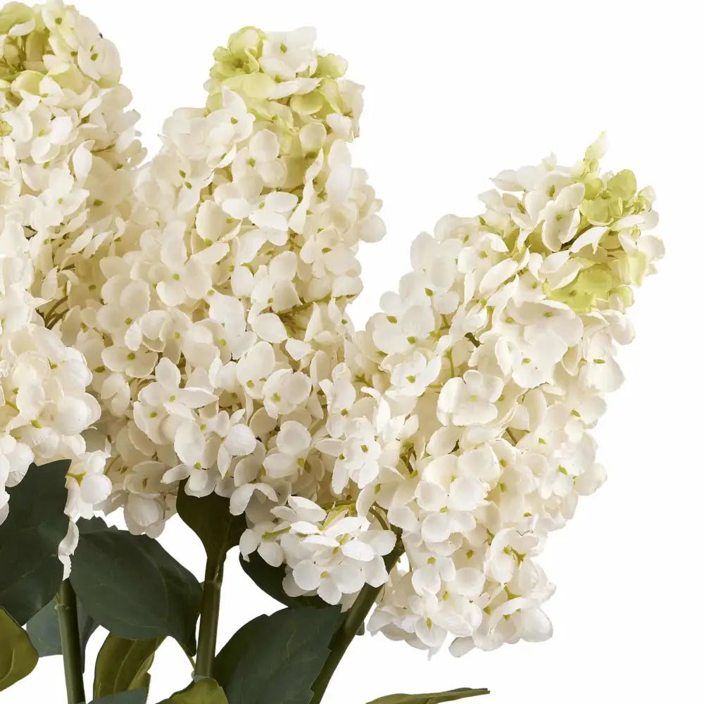 White Spear Hydrangea image 2