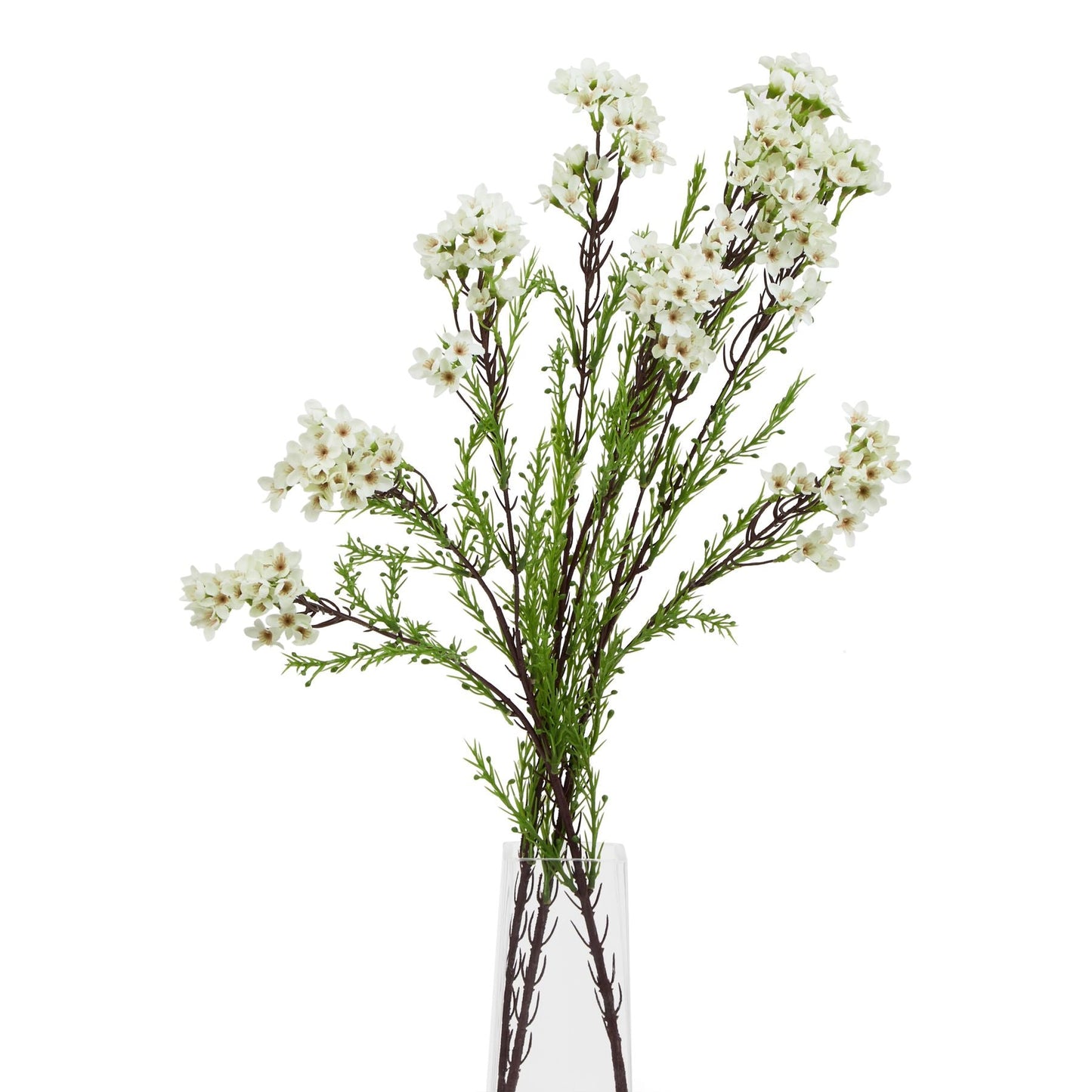 White Waxflower