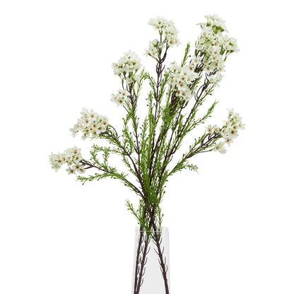 White Waxflower