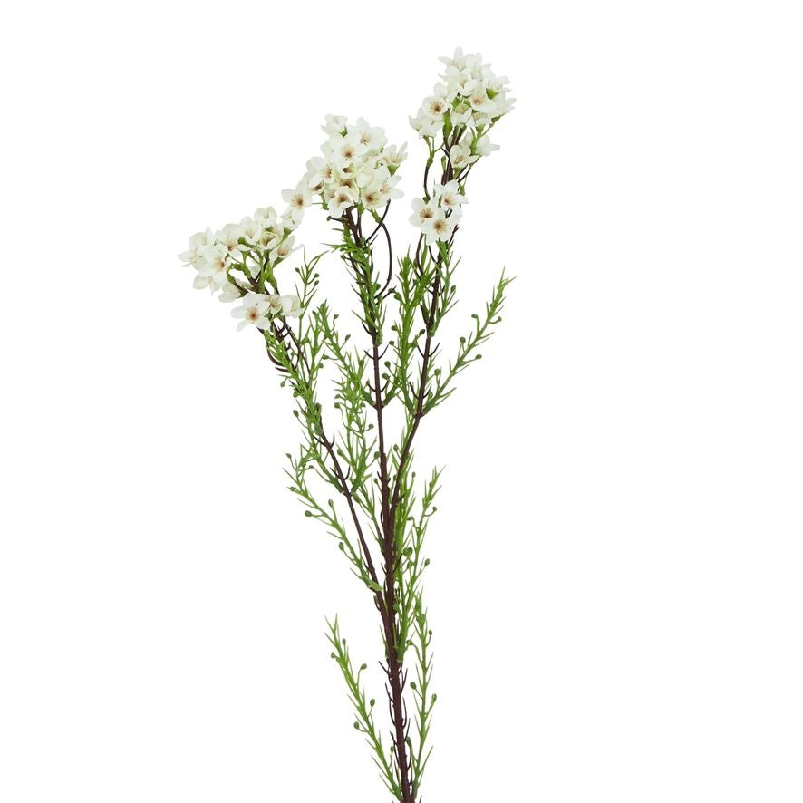White Waxflower