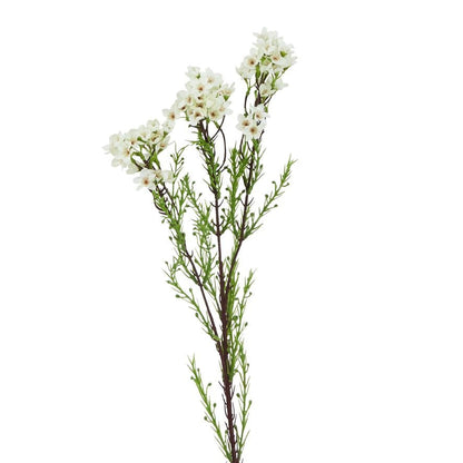 White Waxflower
