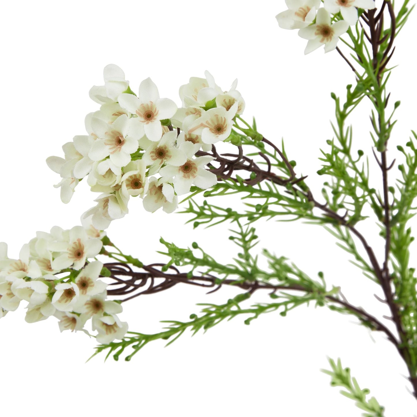 White Waxflower