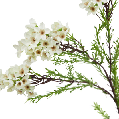 White Waxflower