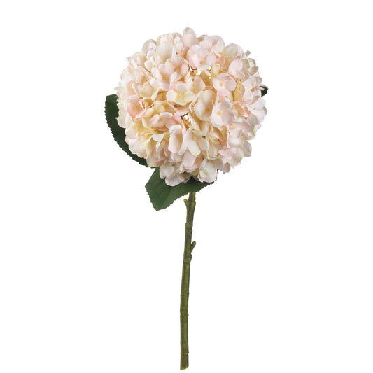 Autumn White Hydrangea
