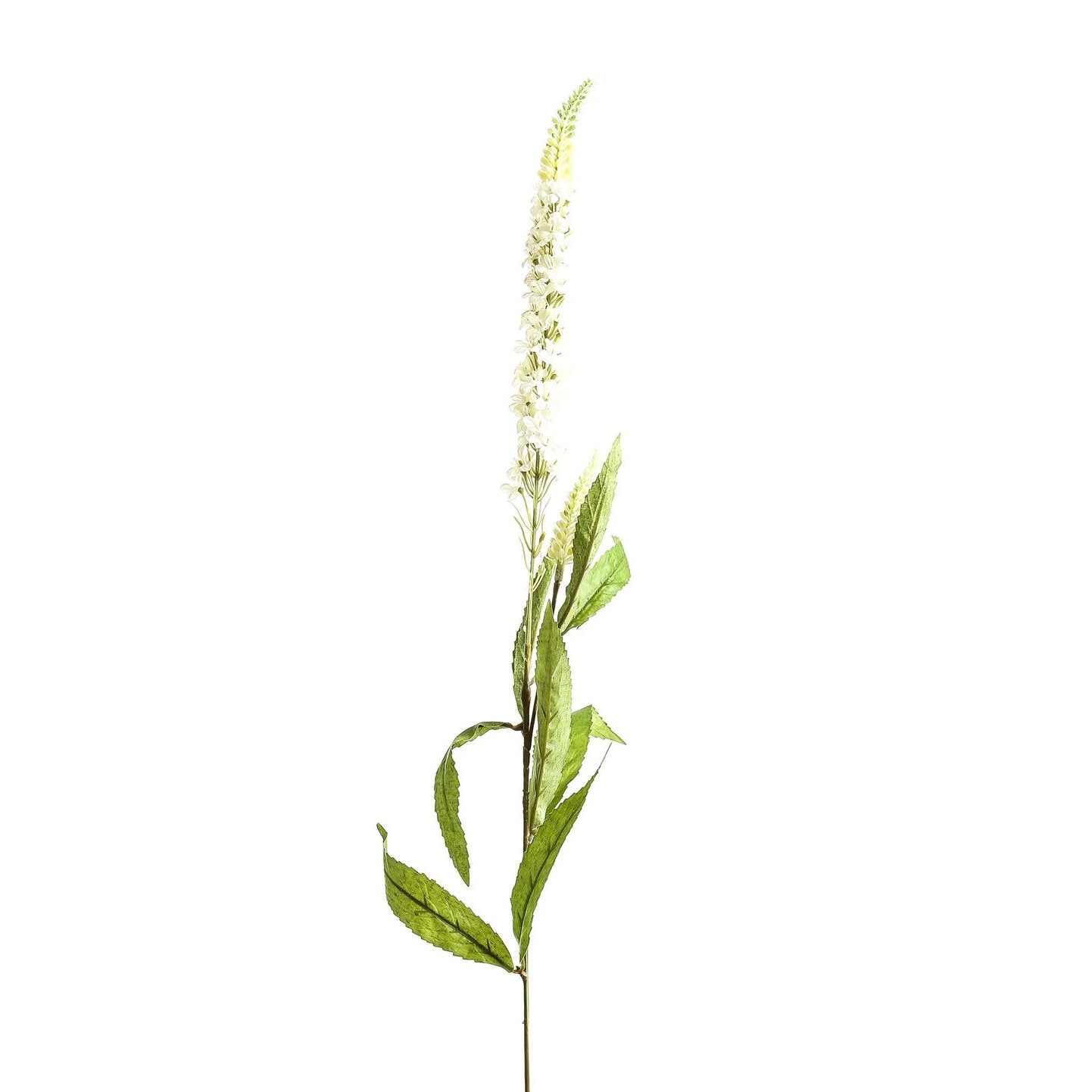White Veronica Stem