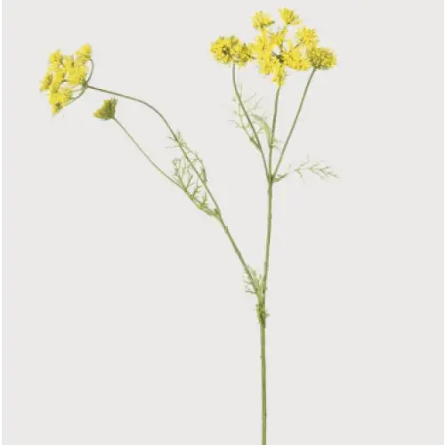 Yellow Wild Fennel image 0